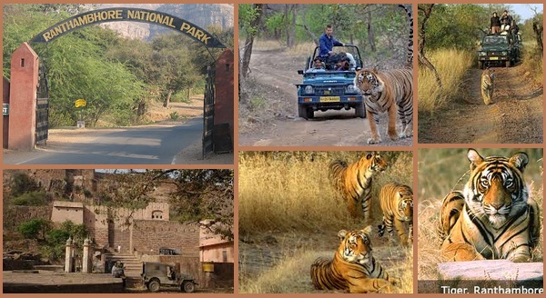 Ranthambore Tiger Safari  One The Best Places For Safari India