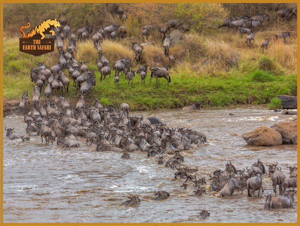 Serengeti Great Wildebeest Migration - The Earth Safari