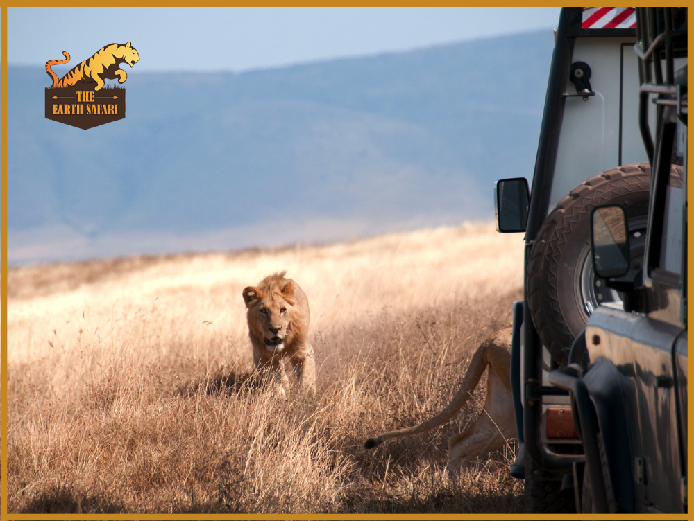 Ngorongoro Crater Game Drive - The Earth Safari