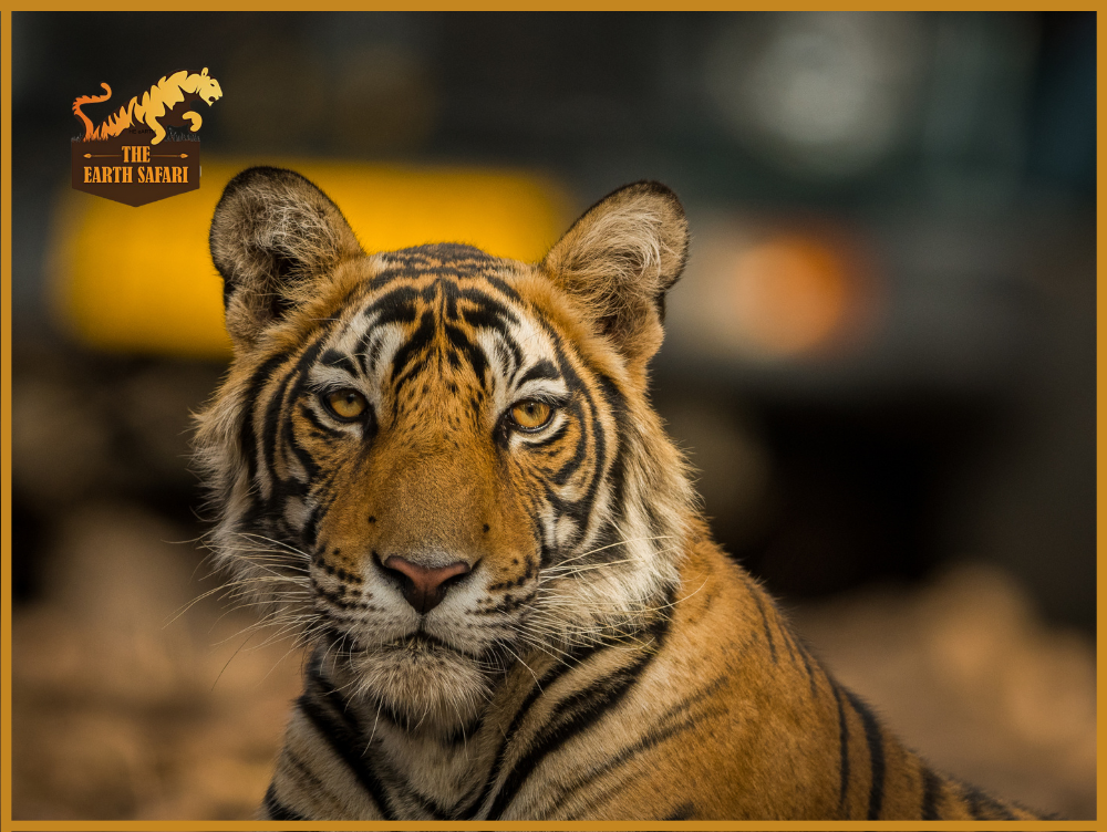 Tiger Safari in India - The Earth Safari