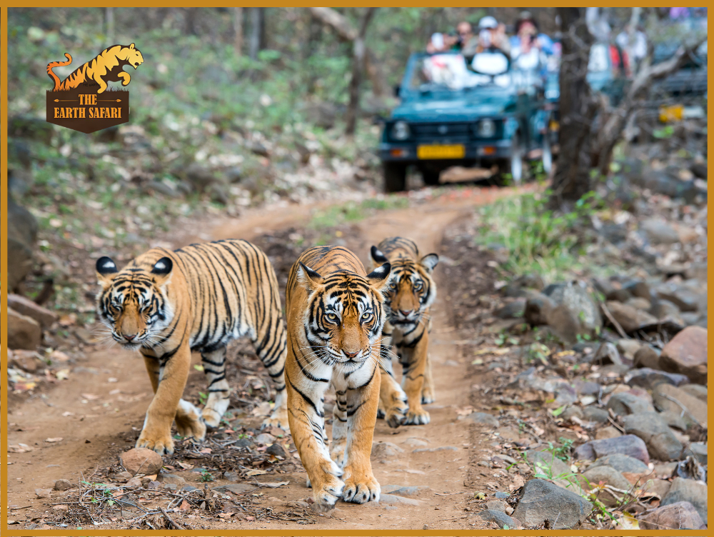 Indian Tiger Safari - The Earth Safari