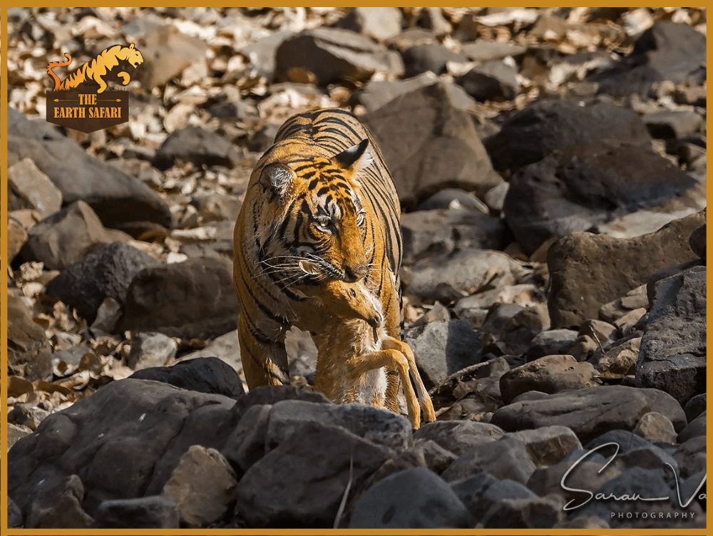 Ranthambore Tiger Safari - The Earth Safari