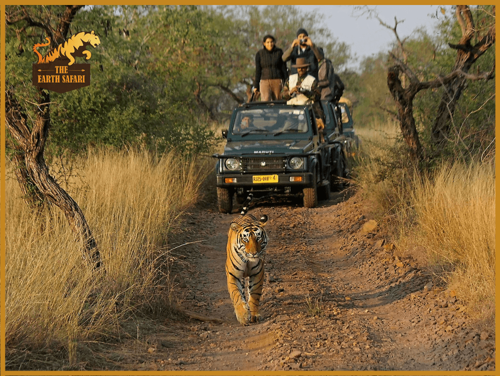 Ranthambore Safari Booking - The Earth Safari