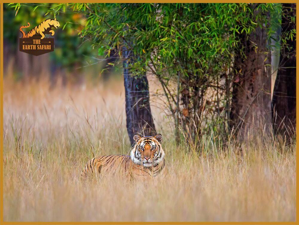 Bandhavgarh Tiger Safari Booking - The Earth Safari