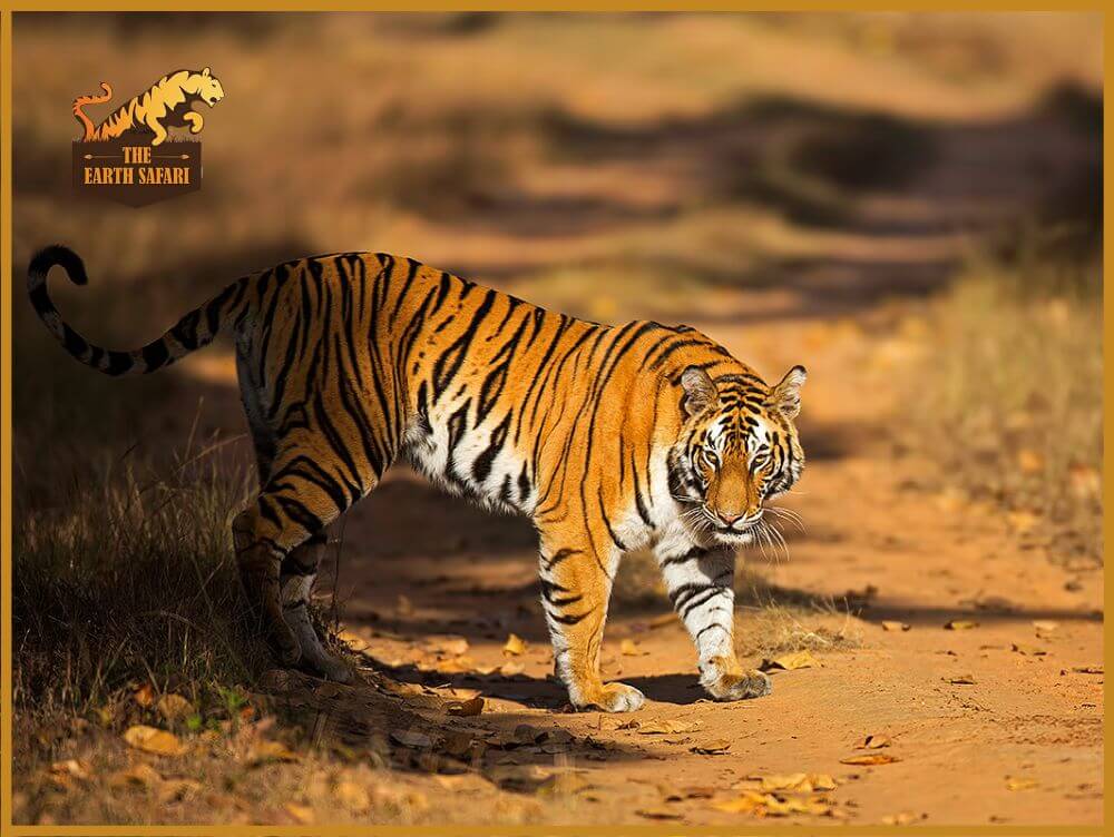 Bandhavgarh Tiger Reserve Safari - The Earth Safari