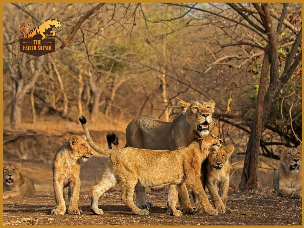 Gir National Park Safari Booking - The Earth Safari