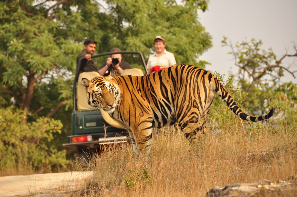 ranthambore tiger safari