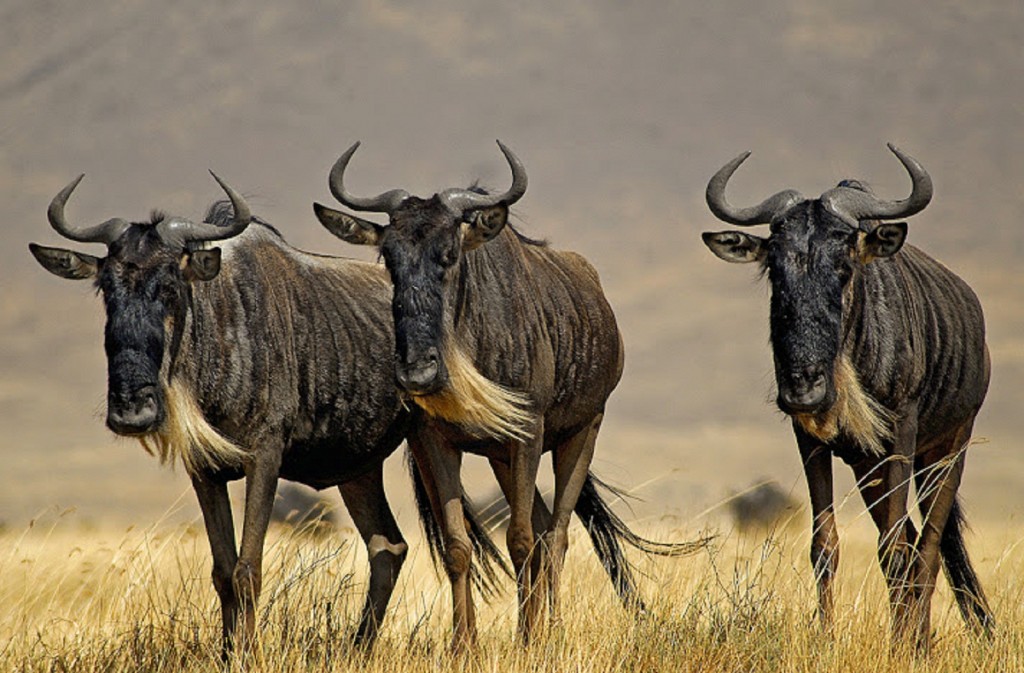 wildebeest migration kenya