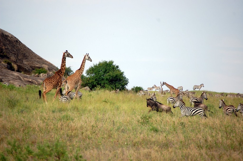Safari in Tanzania 