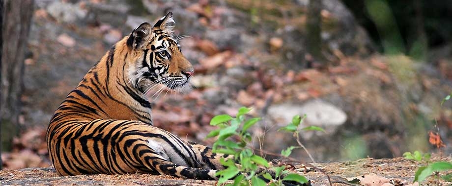 Bengal Tiger Safari Holidays - Natural World Safaris