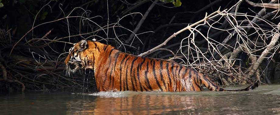 Sundarban Tour Package, Sunderban National Park Tiger Safari