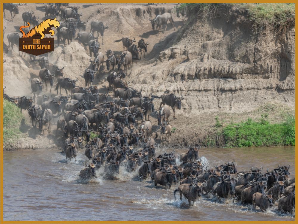 Migration in Masai Mara - The Earth Safari
