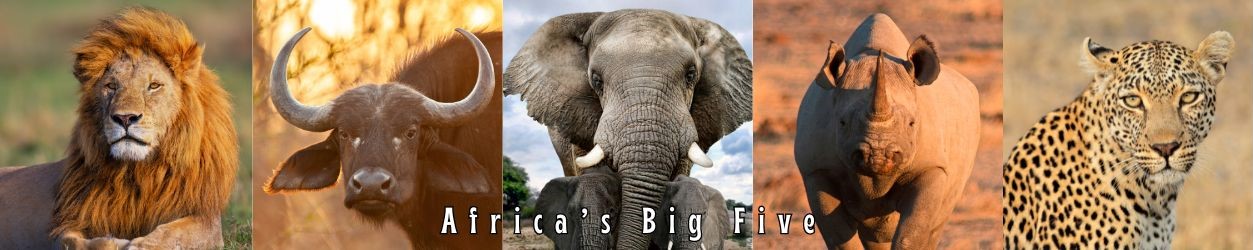 Africa's Big Five - The Earth Safari
