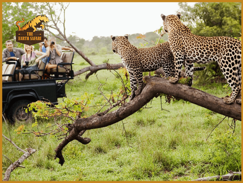 African Safari in Africa, Africa vacation Packages - The Earth Safari