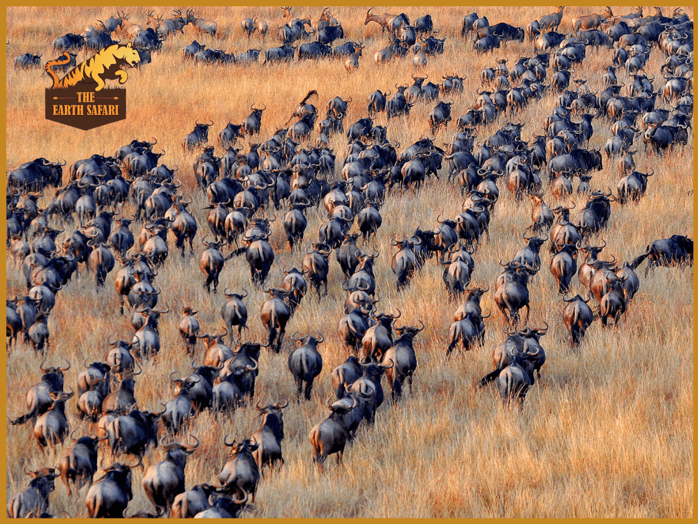 Migration in Masai Mara - The Earth Safari