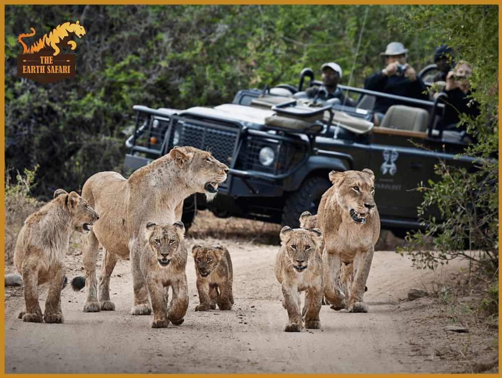 Kruger National Park Safari - The Earth Safari