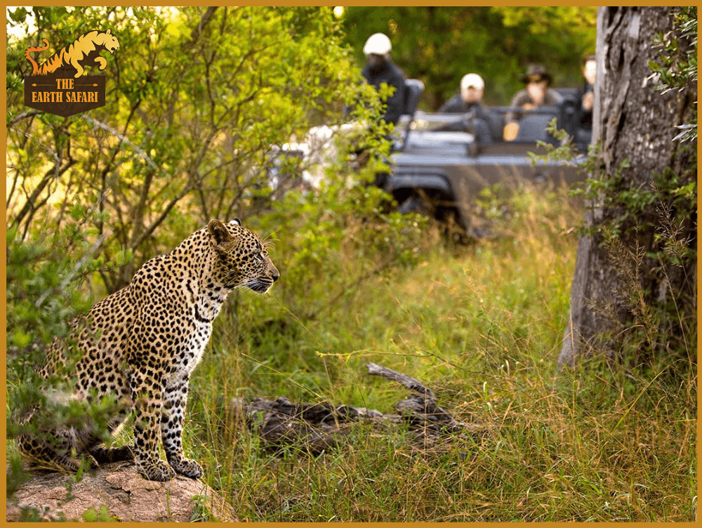 Sabi Sand Game Reserve Safari - The Earth Safari