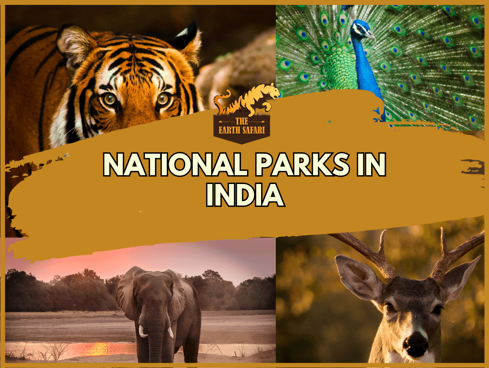 List of National Parks in India - The Earth Safari