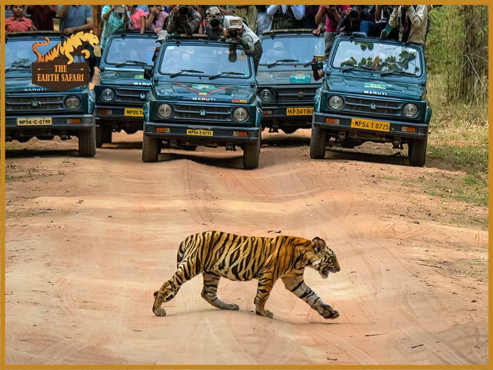 Bandhavgarh National Park Safari - The Earth Safari