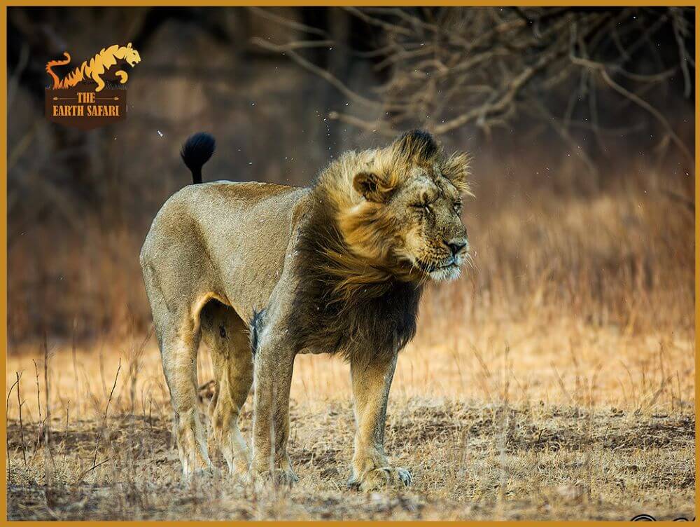 Gir Forest National Park Safari - The Earth Safari