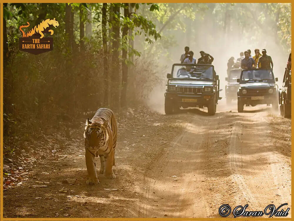 Kanha National Park Safari  - The Earth Safari