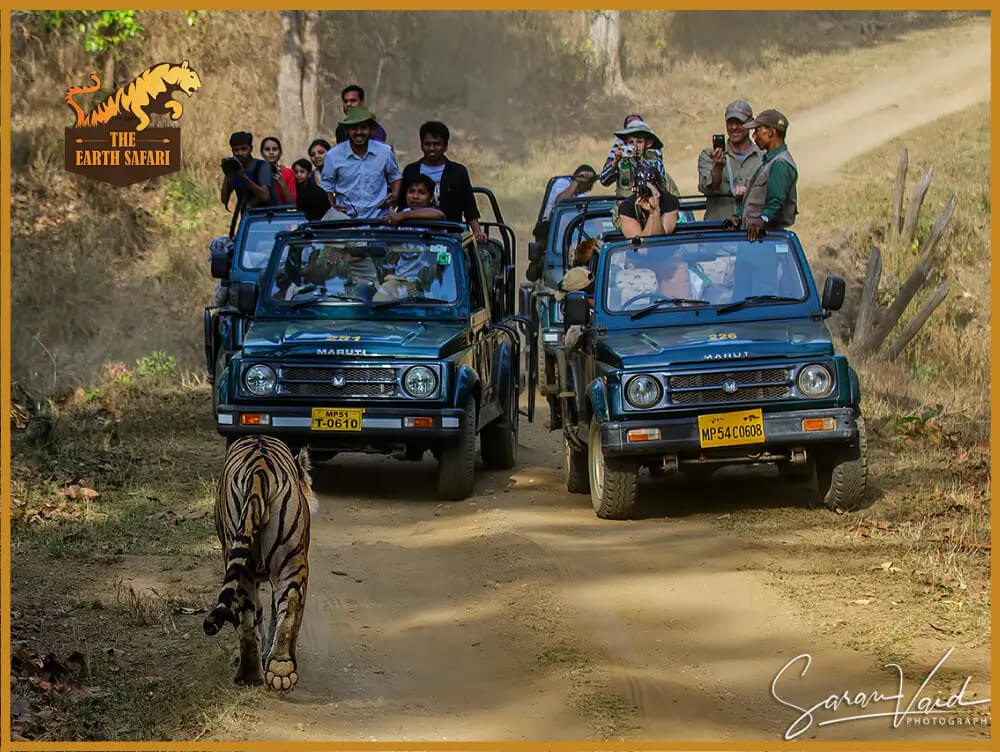 Kanha Safari Booking - The Earth Safari